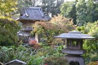 A Calm Morning of Tea and Culture: Japanese Tea Garden Free Admission Hour 