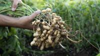 Arkansas offering $5M loan to Jonesboro peanut processing facility
