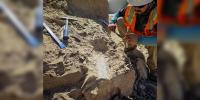 40-million-year-old fossilized animal bones discovered at California construction site
