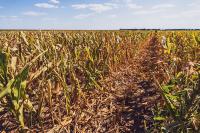 Historic drought conditions recorded in Kansas: July and August 2026 mark driest period since Dust Bowl
