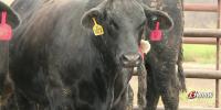 Kansas cattle producers adjust as beef prices won’t stop climbing
