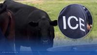 Oklahoma Cattlemen's Association warns ICE raids are hurting beef industry