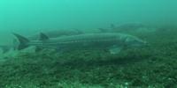 Maine DMR launches campaign to protect endangered sturgeon