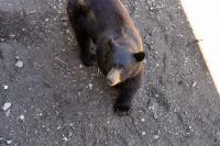Black Bear Chases Man in His North Carolina Backyard