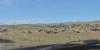 Thousands expected for 61st annual Governor’s Buffalo Roundup at Custer State Park