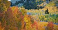Utah’s increasingly dry, warm weather could mess with leaf peepers’ fall colors