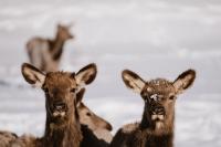 Roaring Fork Safe Passages launches wildlife data program for the valley