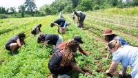 Boston nonprofit pays teens $15 an hour to grow 200,000 pounds of food for hunger relief