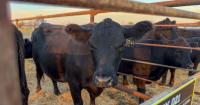 From Montana to the world: Angus Tour showcases Hi-Line genetics