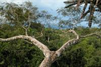 Three years after Ecuadorians voted to end oil production in the Yasuní, the crude still flows