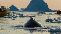 Whales in Greenland: a unique natural spectacle on the migratory route between glaciers