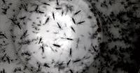 Inside Collier Mosquito Control's fight against Dengue as virus spreads in Florida