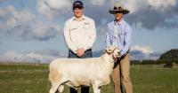 Buyers travel for three days to attend 13th Tattykeel Australian White sale