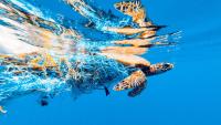 Scientists are creating the next generation of plastics to self-destruct through contact with sunlight and microbes