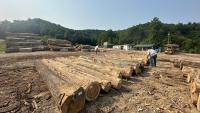 Hardwood Hardship: Pressures pile up on Kentucky's sawmills