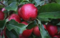 Washington State Apple Crop Predictions, Good News, Mostly