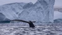 Norway criticised for taking food from whales and penguins in Antarctica
