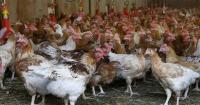 Poultry farm where bird flu was detectedto remain closed for 28 days