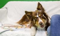 Dogs really DO understand their master's voice! Study confirms pooches process speech in a way previously only seen in humans