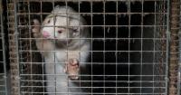 Investigation provides first-ever look inside Icelandic fur farms