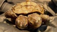 Two-headed turtle found in Massachusetts is a warning about threats