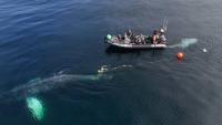 Canadian, American crews rescue entangled humpback