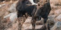 Alaskan ‘magical moose’ living in Colorado zoo dies