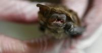Bats with rabies on the rise in KC, local health depts. say. What to do if you’re exposed