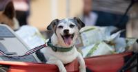 The Castners help animals in Washington state and beyond