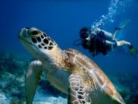 WesPac Advances Sea Turtle Actions