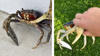 Florida Dog Finds a Crab Holding a Knife, Because Claws Apparently Weren’t Enough