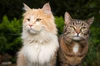 Stream Videos of cats: the stress melts fast