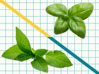 Thai Basil Vs. Italian Basil: What’s The Difference?