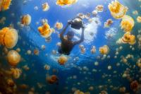 You can swim with hundreds of thousands of jellyfish in this otherworldly lake — and their stings are basically harmless