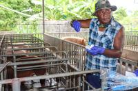 Imported semen arrives, artificial insemination commences to improve pig breed in Solomon Islands