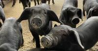 Taiwan-bred breeding pigs, pig semen approved for export to Malaysia