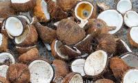 DA-Davao eyes energy market for coconut shells