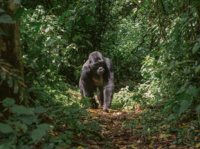 CONTIKI BRINGS UGANDA BACK TO ITS PORTFOLIO WITH NEW EAST AFRICA WILDLIFE ADVENTURES FOR 2027