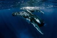 Forty years after the global whaling moratorium, efforts to resume whaling continue in Hobart