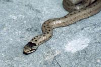 Britain may have a new venomous snake. A zoologist explains