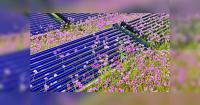 Colorado researchers grew the world's most expensive spice on rooftop solar panels