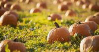 Agritourism is a growing industry in North Carolina