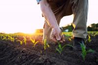 EU food policy: What needs to change to build a healthier, more sustainable food system