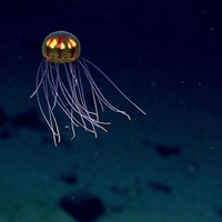 NRDC says Marianas lack time, information to weigh seabed mining sale