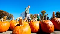 Pick your own pumpkins this fall at one of these 15(+) NJ farms