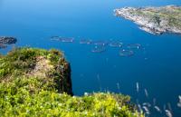 Norway’s share of China’s growing salmon market slips