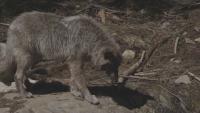 Montana Fish and Wildlife commission move forward with reformed predator management policy