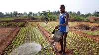 Togo Lands CFAF 82bn BOAD Financing for Agriculture and Energy Storage