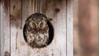 3 Simple Tweaks That Will Actually Bring Owls to Your Garden (and Keep Rodents Away Naturally)