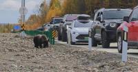 Brown bears frequently seen recently in Inner Mongolia